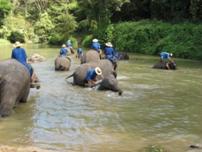 elephanttrek